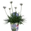 Agapanthus, In 17cm-pot