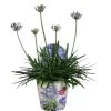 Agapanthus XL, In 24cm-pot