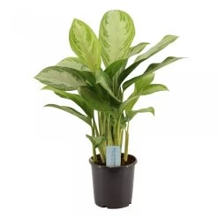 Aglaonema Silver Bay, In 17cm-pot
