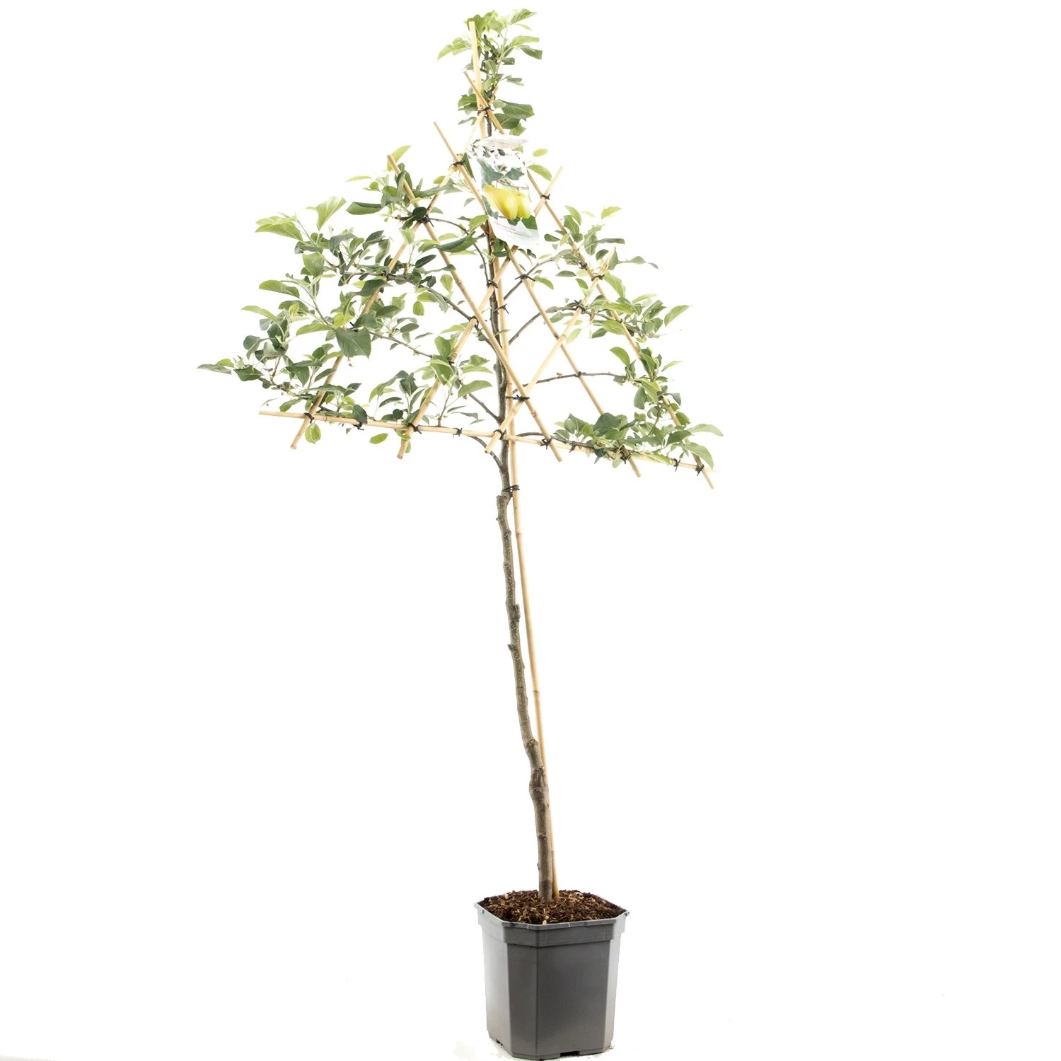 Appelboom (Malus Dom. Golden Delicious Leivorm), In Pot