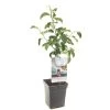 Appelboom (Malus Dom. Rode Boskoop Patio), In Pot