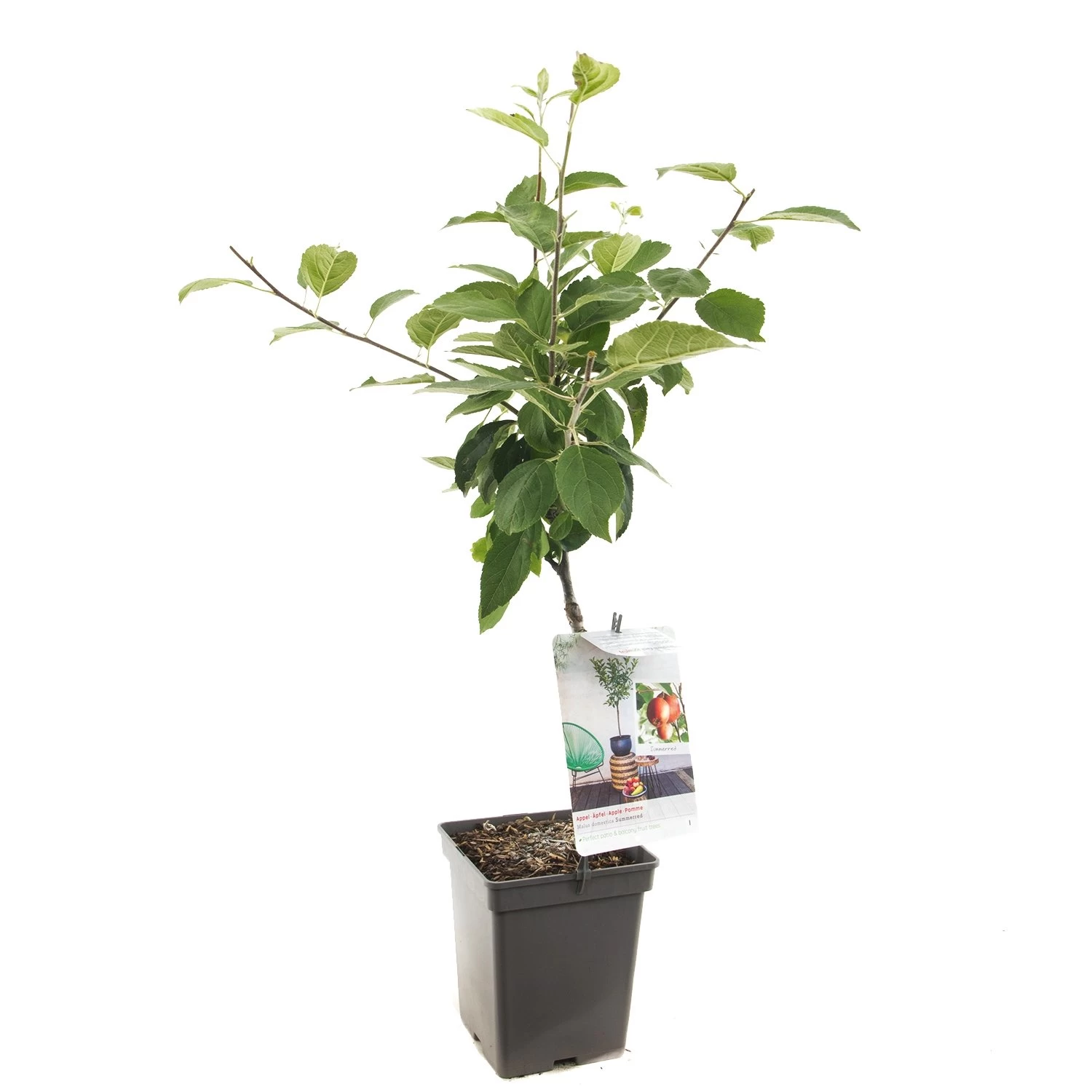 Appelboom (Malus Dom. Summerred Patio), In Pot