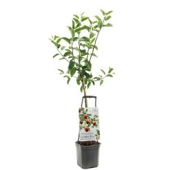 Appelboom Wonder Tree Delcorf