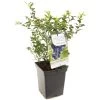 Blauwe Bessenstruik (Vaccinium Corymbosum Hortblue Petit), In Pot