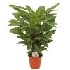 Calathea 'Miroscha', In 19cm-pot