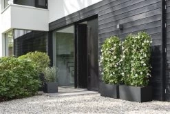 Elho Plantenbak Vivo Next Vierkant 40cm Zwart