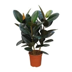 Ficus Elastica 'Robusta', In 27cm-pot 100cm Hoog