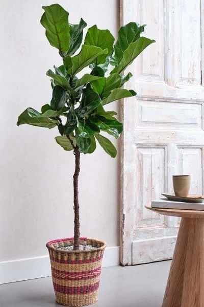 Ficus Lyrata, In 27cm-pot - Afbeelding 2
