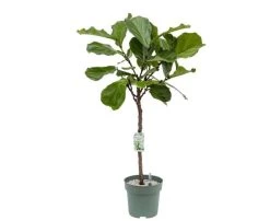 Ficus Lyrata, In 27cm-pot