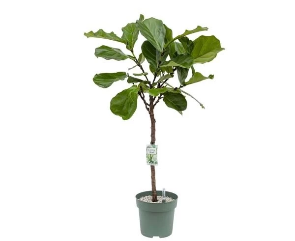 Ficus Lyrata, In 27cm-pot