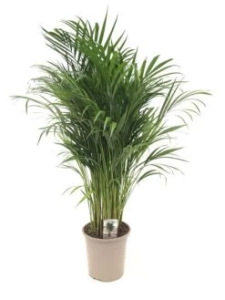 Goudpalm (Dypsis Lutescens), In 24cm-pot 120cm Hoog