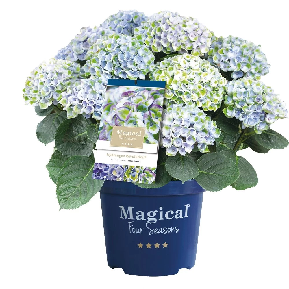Hortensia Magical, In 23cm-pot