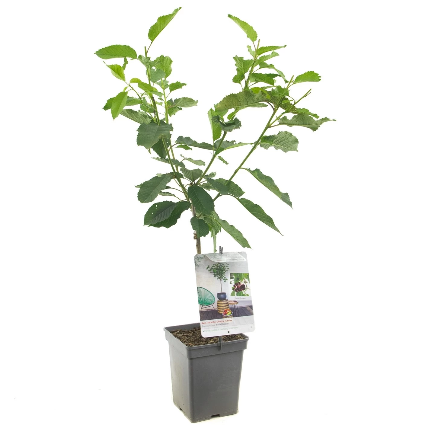 Kersenboom (Prunus Avium Hedelfinger Patio), In Pot