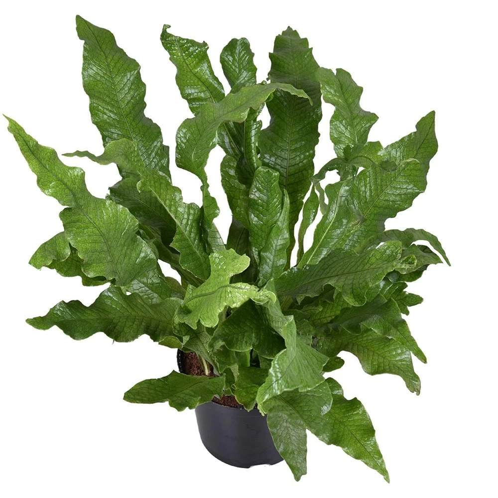 Krokodillenvaren (Microsorum Crocodyllus), In 23cm-pot - Afbeelding 2