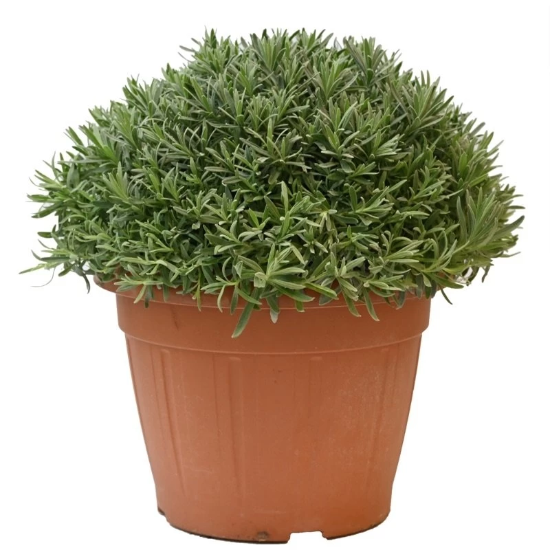 Lavendel, In 30cm-pot - Afbeelding 2