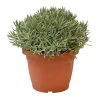 Lavendel, In 25cm-pot