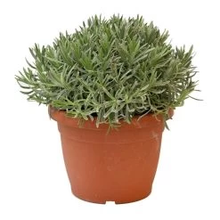 Lavendel, In 25cm-pot