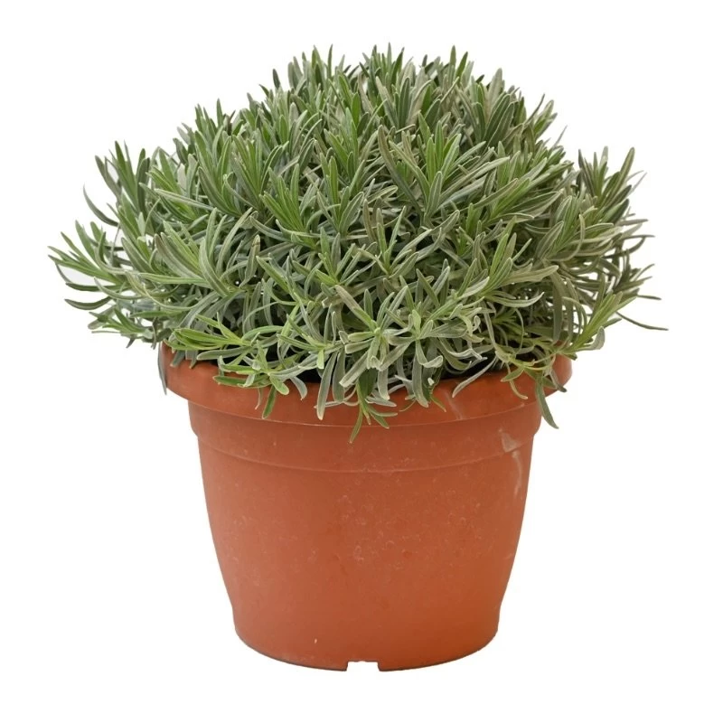 Lavendel, In 25cm-pot