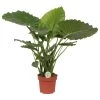 Olifantsoor (Alocasia 'California'), In 21cm Pot 85cm Hoog
