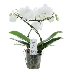 Phalaenopsis Balletto Wing 2 Tak, Minimaal 16 Bloemen