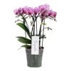 Phalaenopsis Boquetto Delight 3 Tak, Minimaal 30 Bloem