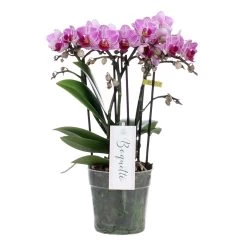 Phalaenopsis Boquetto Delight 3 Tak, Minimaal 30 Bloem