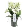 Phalaenopsis Boquetto Sensation 3 Tak, Minimaal 30 Bloem