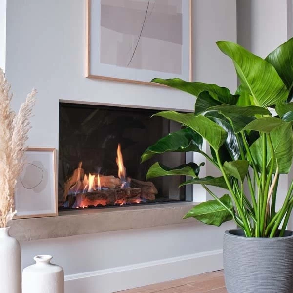 Philodendron Green Beauty, In 27cm-pot - Afbeelding 2