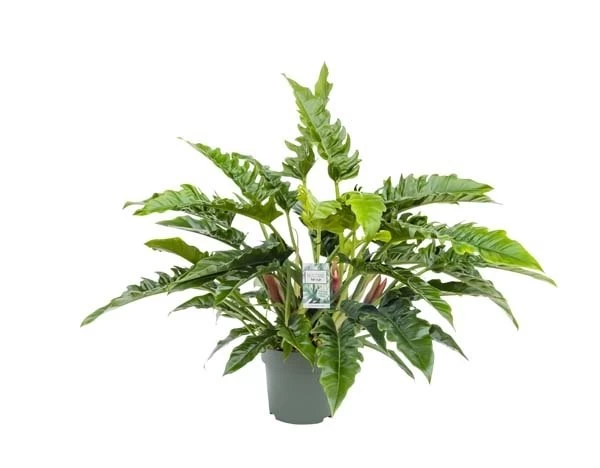 Philodendron Rambo, In 27cm-pot