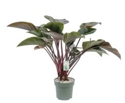 Philodendron Red Beauty, In 27cm-pot