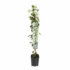 Toscaanse Jasmijn XL 95cm Hoog, In 17cm-pot