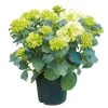 Tuinhortensia, In 23cm-pot