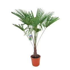 Winterharde Palm 150cm Hoog, In 35cm-pot